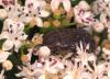 Cetonia aurata aurata